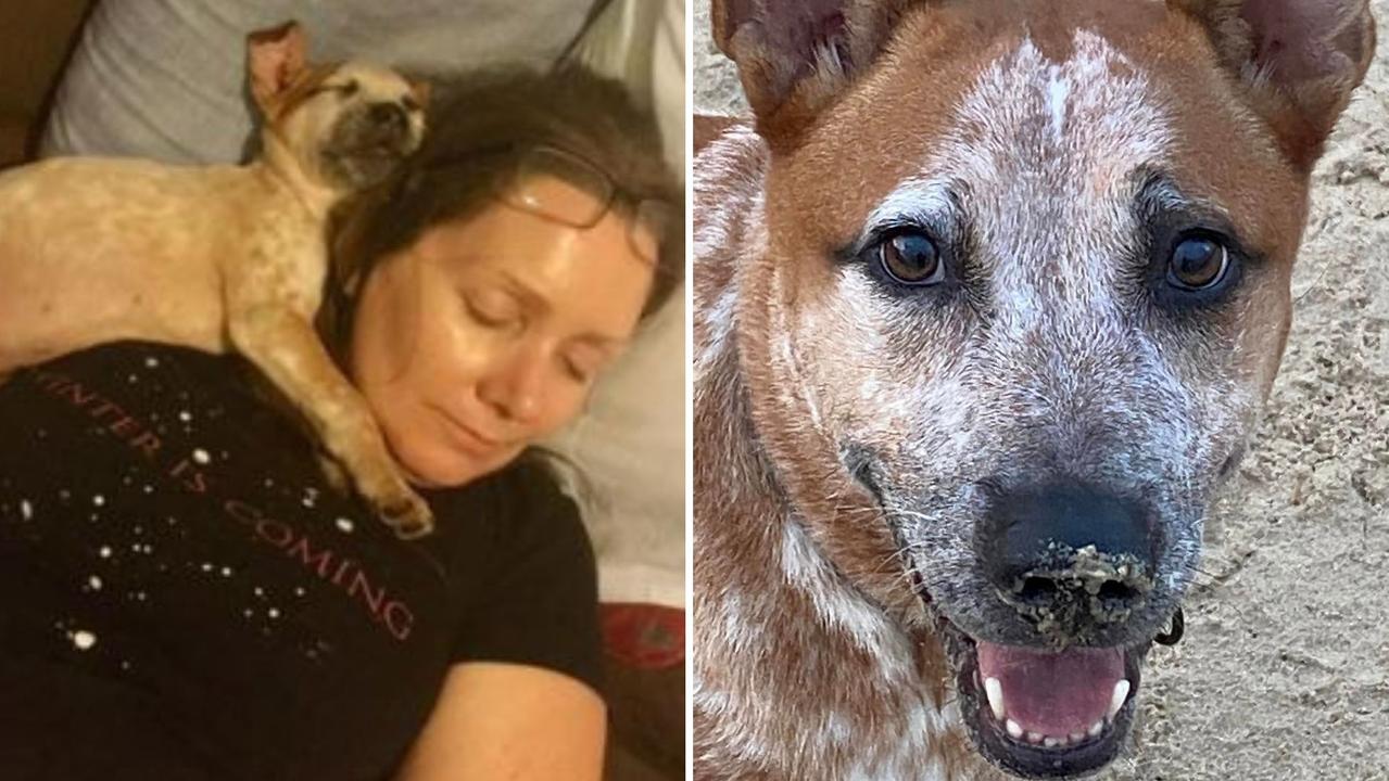 Nicole Freeman shares story of red cattle dog Whitnail to save Stumers Creek off leash dog beach from Sunshine Coast Council. Picture: Facebook/Nicole Freeman.