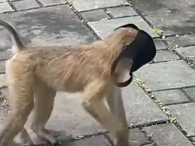 Monkey spotted wearing face mask