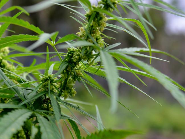 A marijuana plant is pictured during a raid by Indonesia's National Narcotics Board (BNN), the police and the military where they destroyed some 4.5 hectares of cannabis plantations in the Lamteuba forest line, Aceh province on December 9, 2020. (Photo by CHAIDEER MAHYUDDIN / AFP)