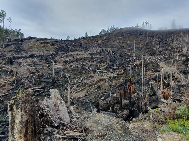 A clear-felled and burned section of the Florentine Valley World Heritage Area. Picture: EDDIE SAFARIK