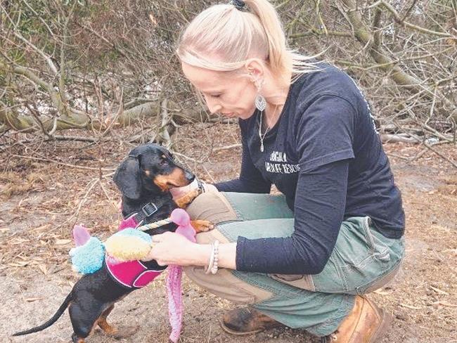 The now-found miniature dachshund Valerie with Kangala Wildlife Rescue’s Lisa Karran after her rescue. Picture: Kangala Wildlife Rescue
