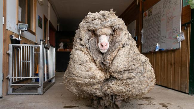 Baarack the sheep before his 35kg fleece was shorn.