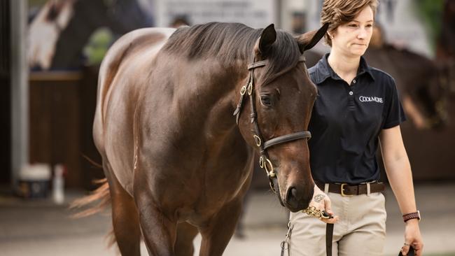 Lot 391 — the Winx filly — at Inglis' Riverside Stables at Warwick Farm.