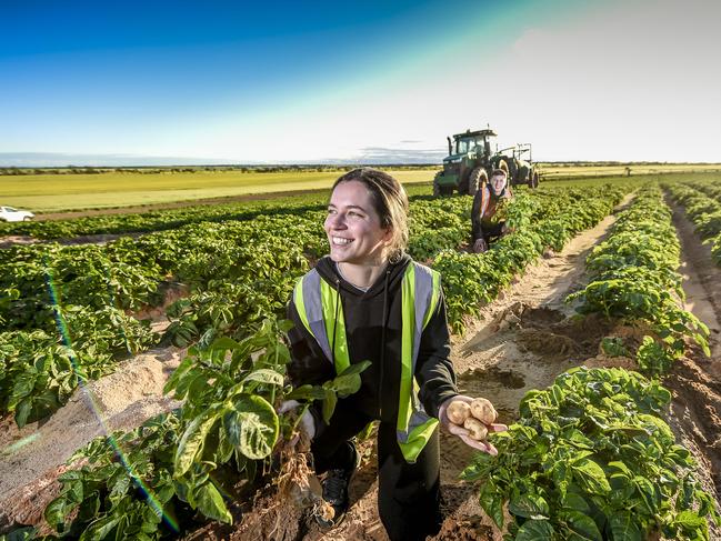 Backpackers, Ellie Hudson and Luke Pannett of England in a potato farm owned by Virginia Farmers market near Roseworthy.Immigration Minister David Coleman and Trade Minister Simon Birmingham will announce a 20 per cent increase in working holiday visas, amplifying the government's push to move migrants into the regions. The spike comes after the government changed the Working Holiday Makers program and launched a Tourism Australia campaign dubbed Australia Inc, targeting overseas school leavers to come to AustraliaTuesday 24th September. 2019. Photo Roy VanDerVegt