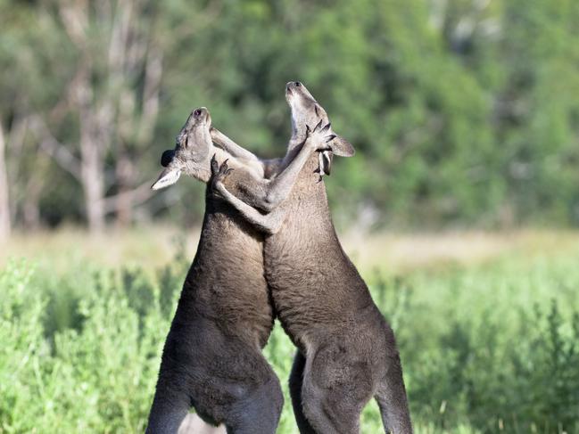 MUST NOT PUBLISH ON ANY PLATFORM BEFORE MIDNIGHT SATURDAY DECEMBER 13TH. FOR SUNDAY PAPERS. MUST CREDIT PICTURE MEDIA Eastern grey kangaroo (Macropus giganteus) two males boxing, Victoria, Australia.