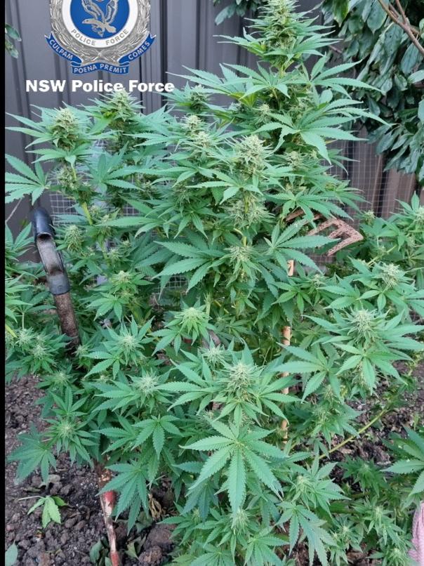 A weed plantation was also found. Picture: NSW Police