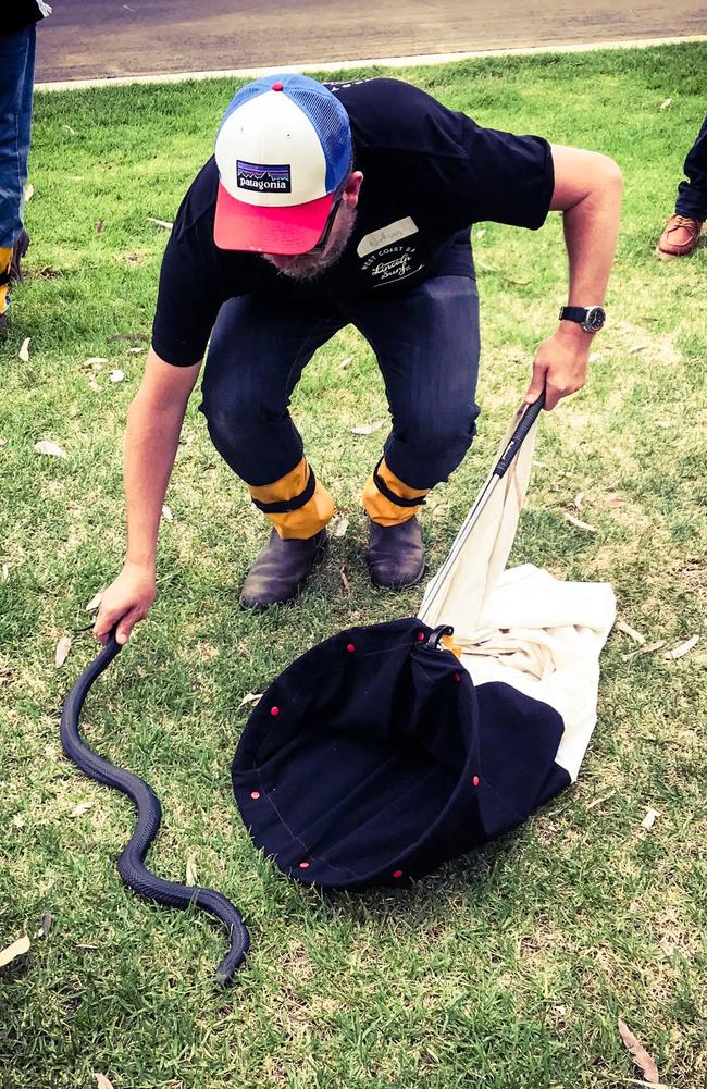 Nathan Davies catches a red-bellied black snake with his bare hands.