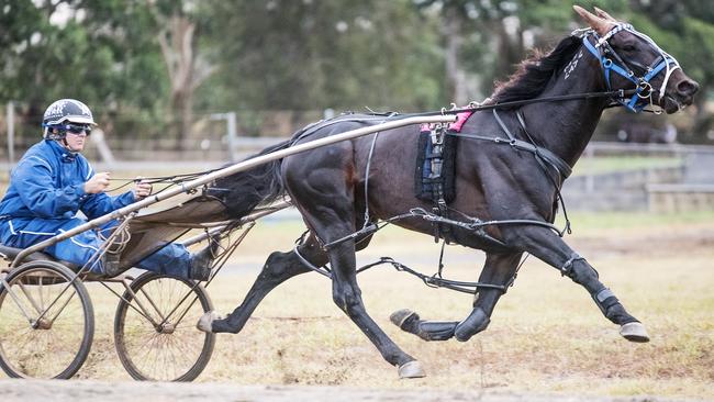 Harness racing champion Lazarus needs to reclaim his mantle in his latest challenge in the United States. Picture: Ashlea Brennan