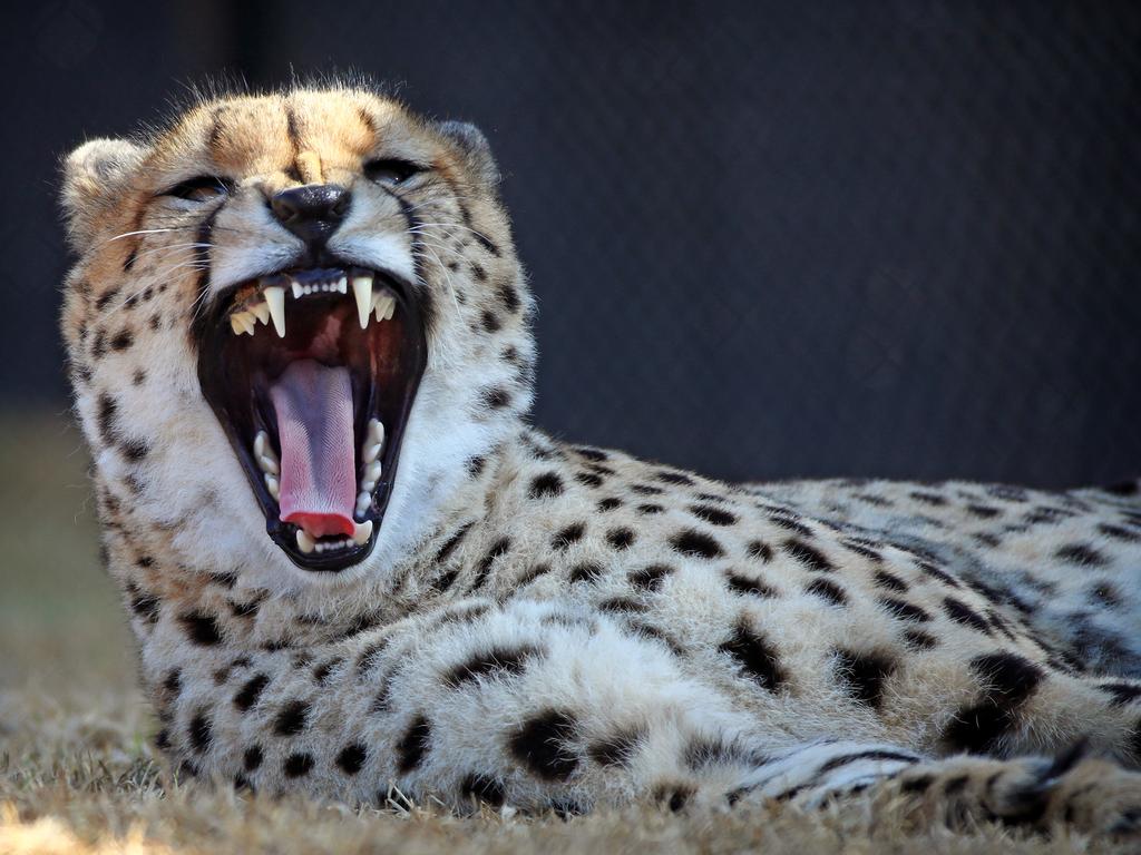 First look at the lion and cheetah enclosures inside Sydney Zoo in Bungarribee in Sydney's west, the first zoo to open in Sydney in over 100 years. Male Cheetahs Akiki and Obi get familiar with their new surrounds. Picture: Toby Zerna