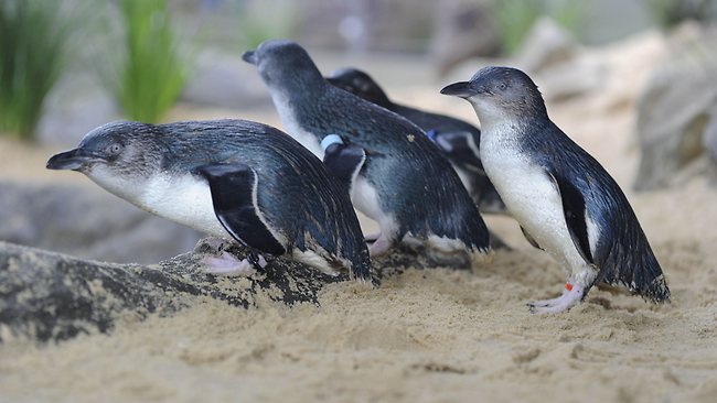 Manly SEA LIFE little penguins