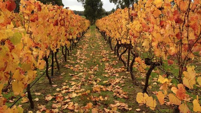 The Wine Farm in Koonwarra, Gippsland, in southern Victoria.