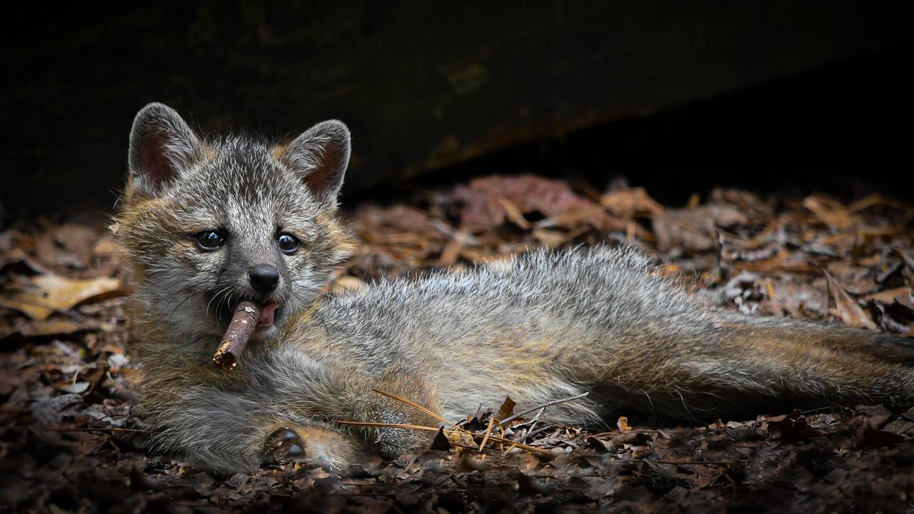 This grey fox kit is a little too young to be smoking cigars. Picture: Dakota Vaccaro