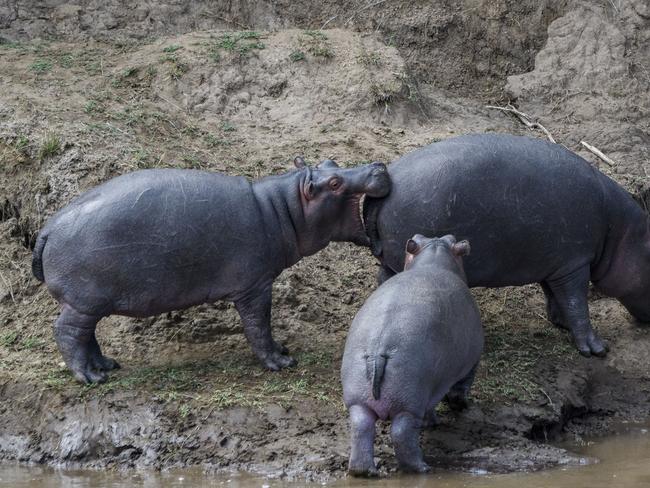 Comedy Wildlife Photography Award Finalist: A hippopotamus bites the rear of another. Picture: Mike Triton / CWPA / Barcroft Images