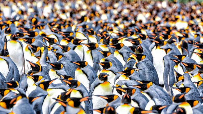 King penguins.