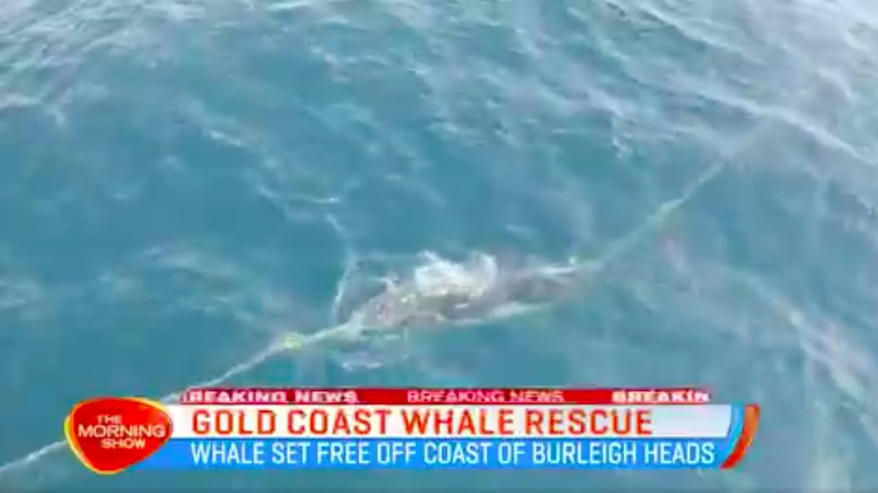 A baby whale became tangled in a shark net off the Gold Coast this morning.