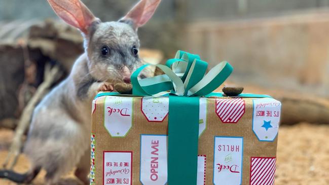 Santa Paws has visited the animals at Adelaide Zoo and Monarto Safari Park .  Bilby Picture: ZoosSA