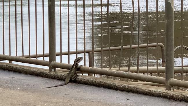 A water dragon watching the rising water at Lismore on Friday, September 23. Picture: Catherine Piltz