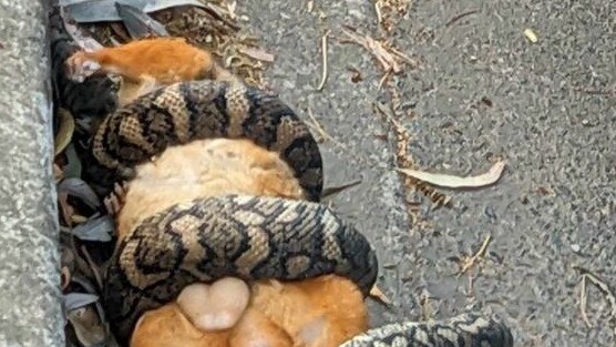 Local Brisbane woman captures a large carpet python snacking on a possum in a street. Photo: Karen Dutra