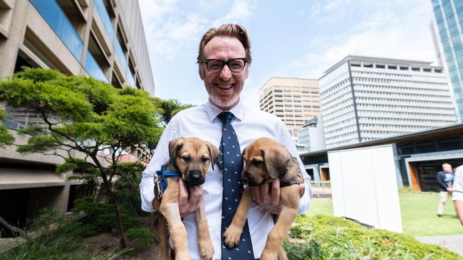 RSPCA NSW CEO Steve Coleman holding Charlie and Ivan, 8 week old rescue puppies (believed to be Kelpies) at a press conference announcing a crackdown on illegal puppy factories. Picture: James Gourley