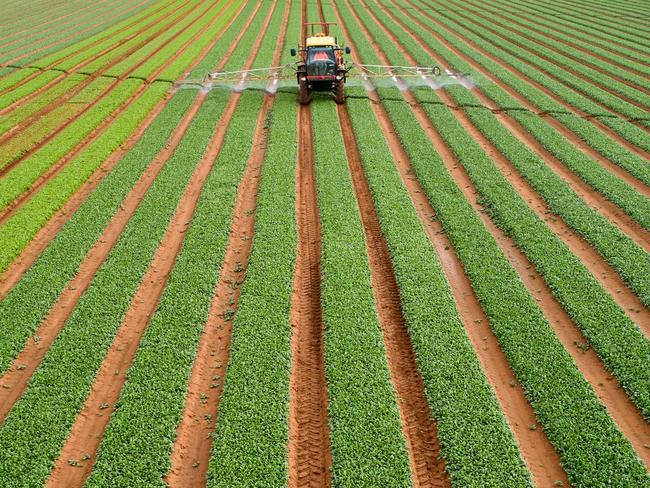 Carl Young on his family's Red Gold vegetable farm at Wemen, which has achieved carbon-neutral status.  Production line, Workers harvest lettuces on Red Gold's Wemen farm, and Andrew Young (below, left) with his sons, Carl,  and Tim, wife Eleanor, and the Red Gold team., Pictures: Excitations/AusVeg