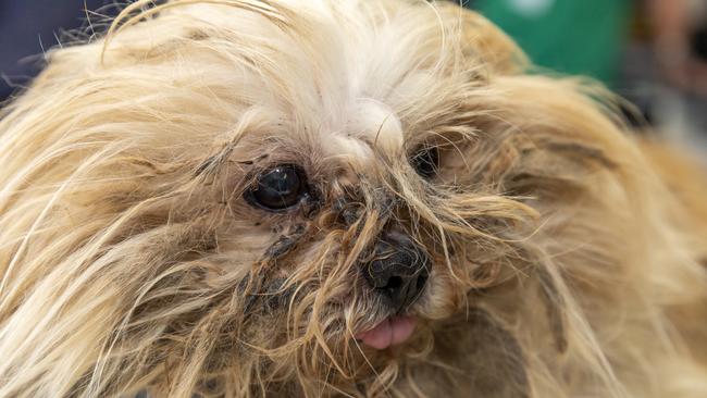 The dogs were rescued in shocking conditions. Picture: RSPCA