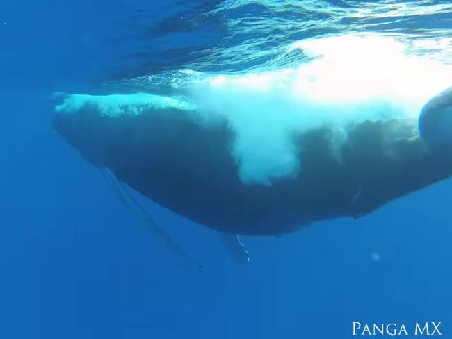 With half of the brain still active, whales can sense danger even when asleep.