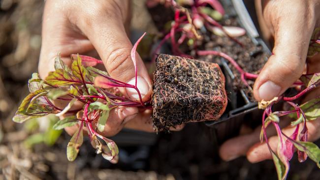 Growing vegetables at home is easy if you know how. Picture: Dominika Lis