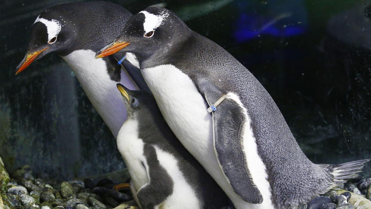 Same sex couple Gentoo Penguins Sphen and Magic with the chick they are fostering at Sea Life Sydney Aquarium. Picture: John Appleyard