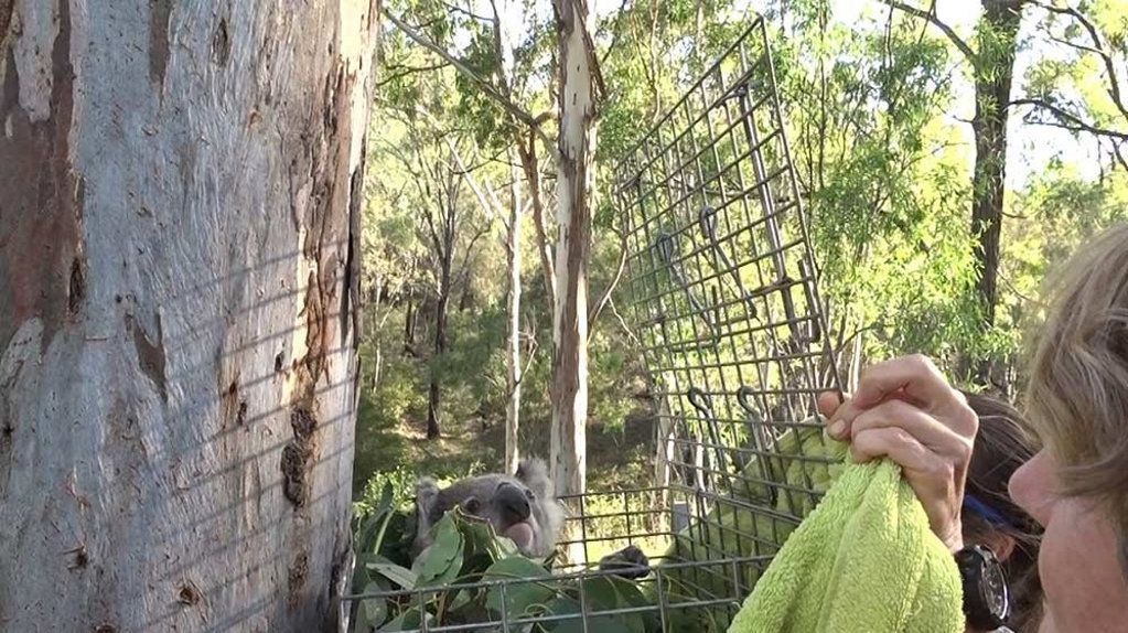 Koala stuck up pole for 48 hours during heatwave | The Chronicle