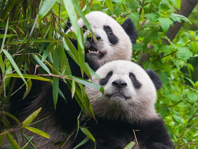 ESCAPE: First-timer's guide to China, Jenny Hewett -  A giant panda bear couple in bamboo forest Picture: Istock