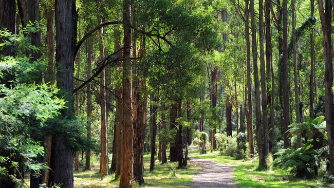 The eucalyptus trees of Sherbrooke Forest, Dandenongs. Picture: Alamy.