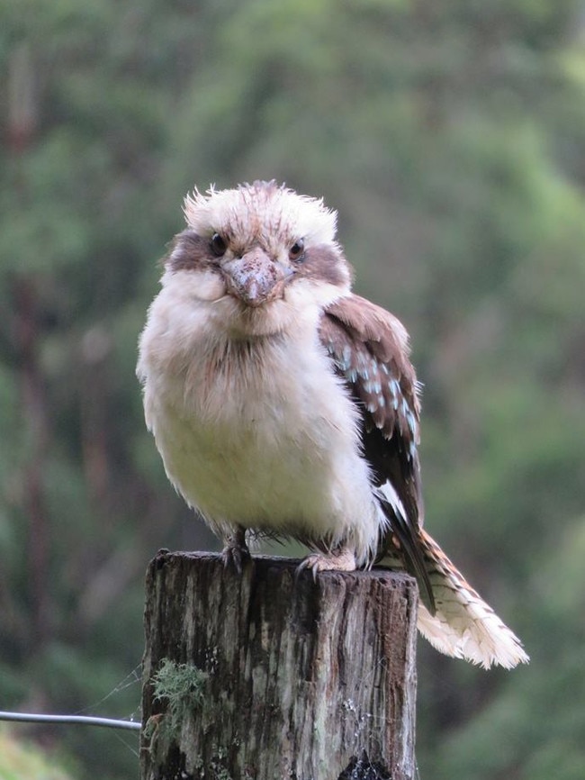 A kookaburra at Queen Mary Falls. Picture: Sandra Weedon