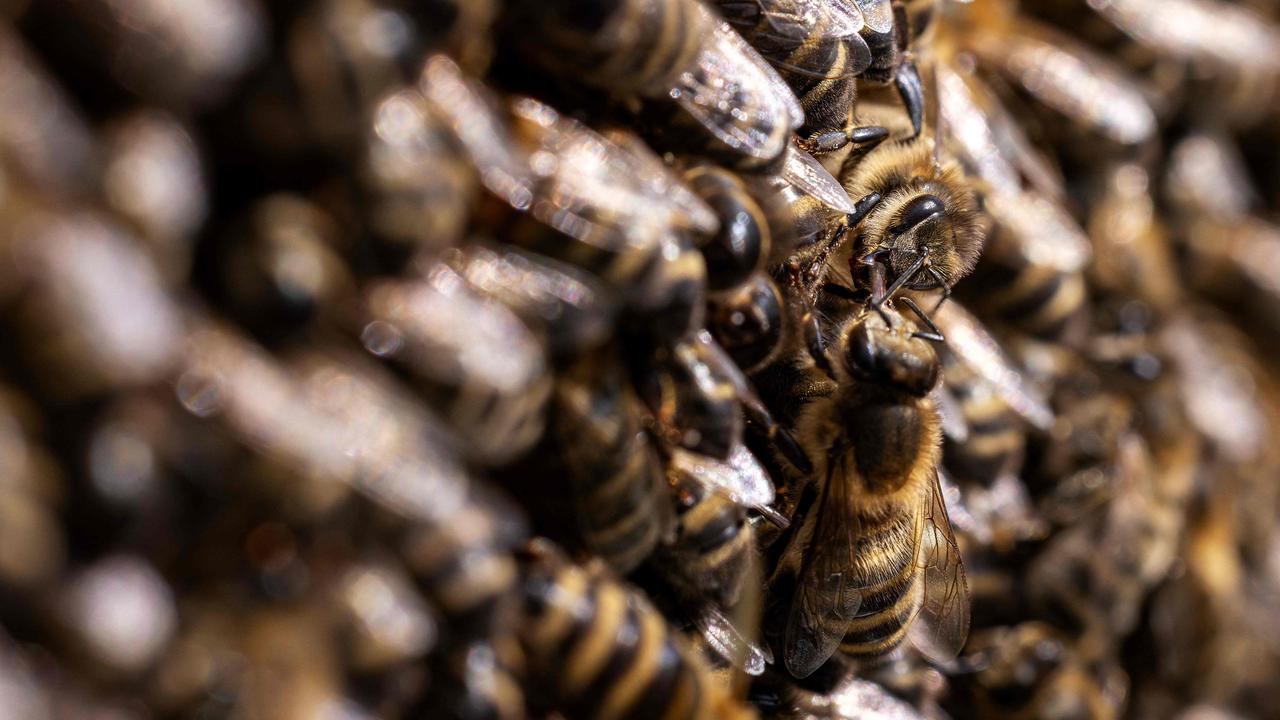 Stowaway bee survival offers hope for threatened Australian species ...