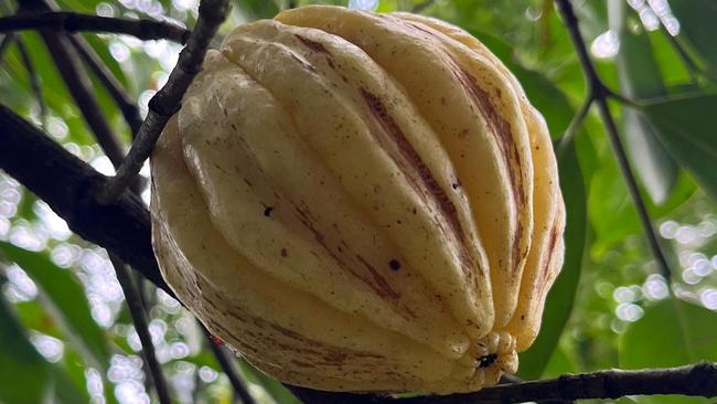 A Garcinia gummi-gutta fruit on the tree, otherwise known as a Malabar Tamarind. Dried Garcinia gummi-gutta, often used in herbal supplements and medicines, may have liver injury risks.  Picture: instagram  - https://www.instagram.com/p/CvT6h85yjNP/?locale=ko&img_index=1