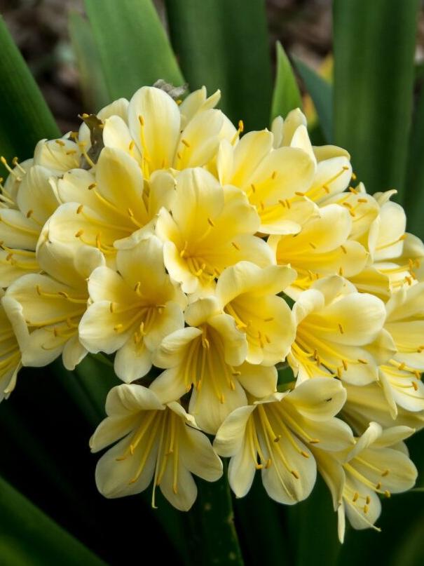 Yellow clivias.