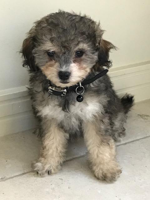 Frankie: This 14-week-old mischievous moodle has settled in nicely with her new family.