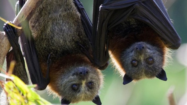 Greyheaded flying foxes have moved into The Gap, annoying nearby residents. Picture: Wildlife Preservation Society of Qld