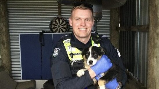 The puppy was found at an address on Willunga St, Portland on October 31. Picture: Eyewatch Southern Grampians Police Service.