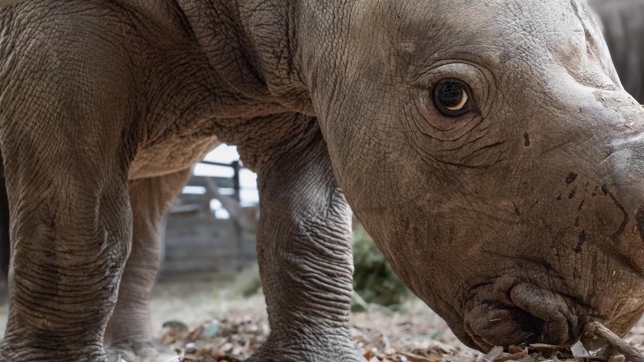 Werribee Open Range Zoo’s one-month-old southern white rhino calf has been named, after an online competition for the perfect moniker had Jabulani for the win. Picture: supplied/ Werribee Open Range Zoo