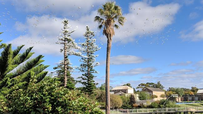 Corellas in plague prortions in the town centre at Strathalbyn. Picture: David Hall