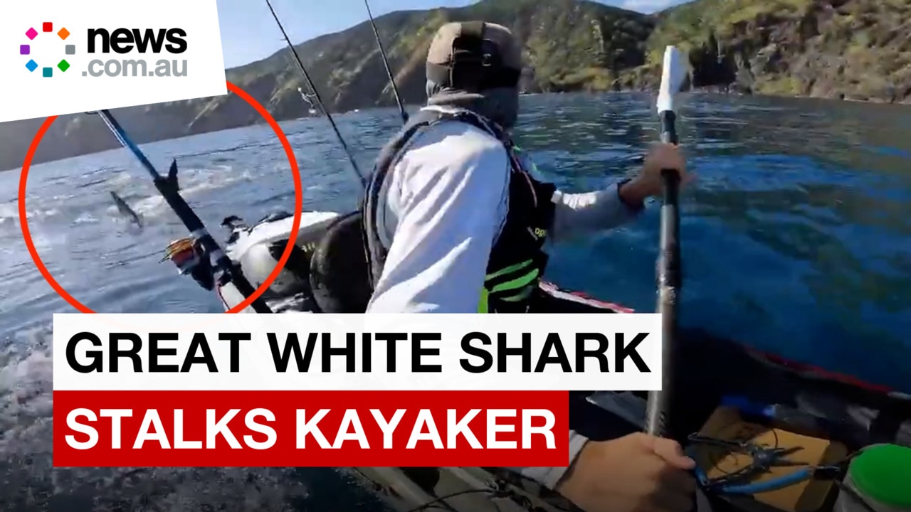 Terrifying moment kayaker is chased by massive great white