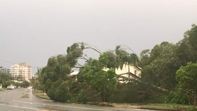 A tree across a road at Currimundi after storms on Saturday.