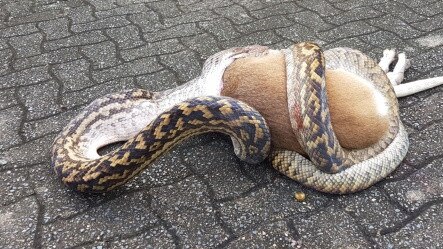 This ambitious python bit off more than it could chew in a tangle with a wallaby at Palm Cove. Picture: Paul Rafferty.