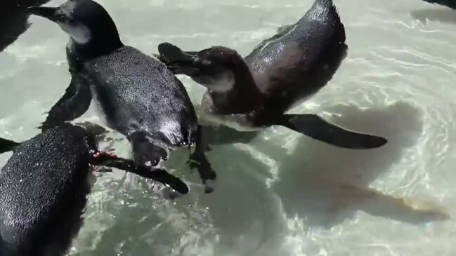 Adorable Penguin Chicks Take to the Water for First Swimming Lesson