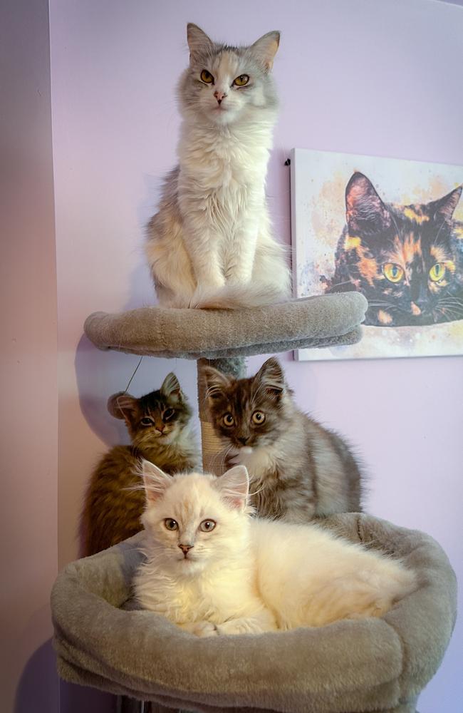 Rescued RSPCA kitten Hollie is now in a foster home with other cats and kittens. Picture: RSPCA Tas