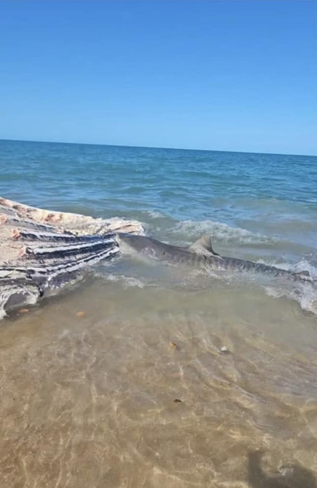 A tiger shark feasts on a dead whale carcass on a beach near Sarina, 30 minutes south of Mackay, on Saturday August 24, 2024. Photo: Contributed