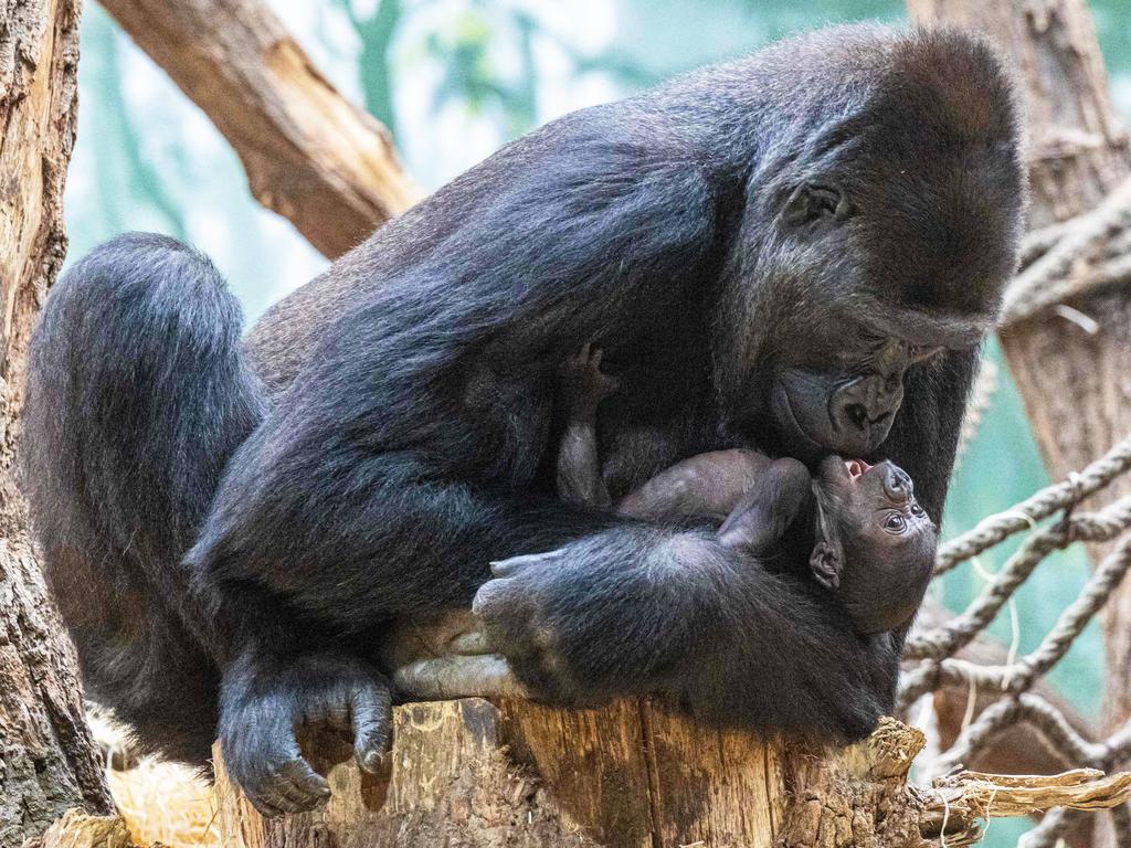 Duni, a western lowland gorilla, cradles her 16-day-old newborn at Prague Zoo. Picture: Michal Cizek/AFP
