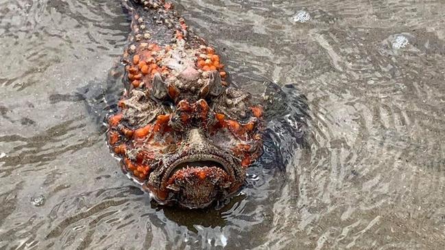 There was 22 stonefish presentations to Cairns Hospital during the study period.