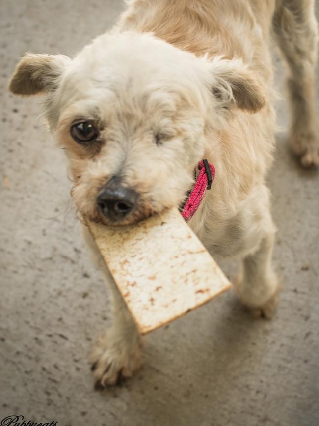 Polly after being rescued. Picture: RSPCA