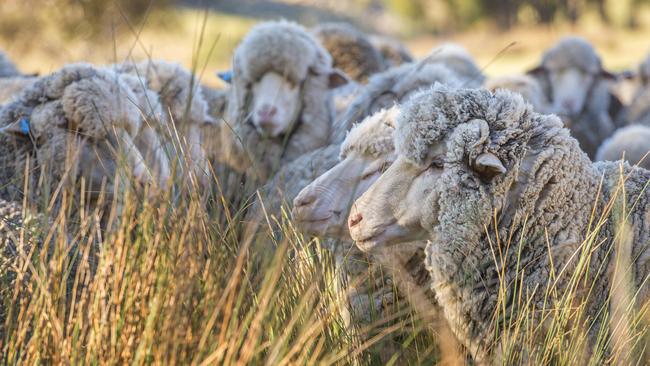 Sheep stock. PICTURE: ZOE PHILLIPS